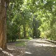 Park and bamboo