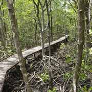 Boardwalk, mangroves