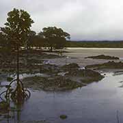 Punsand Bay mangroves