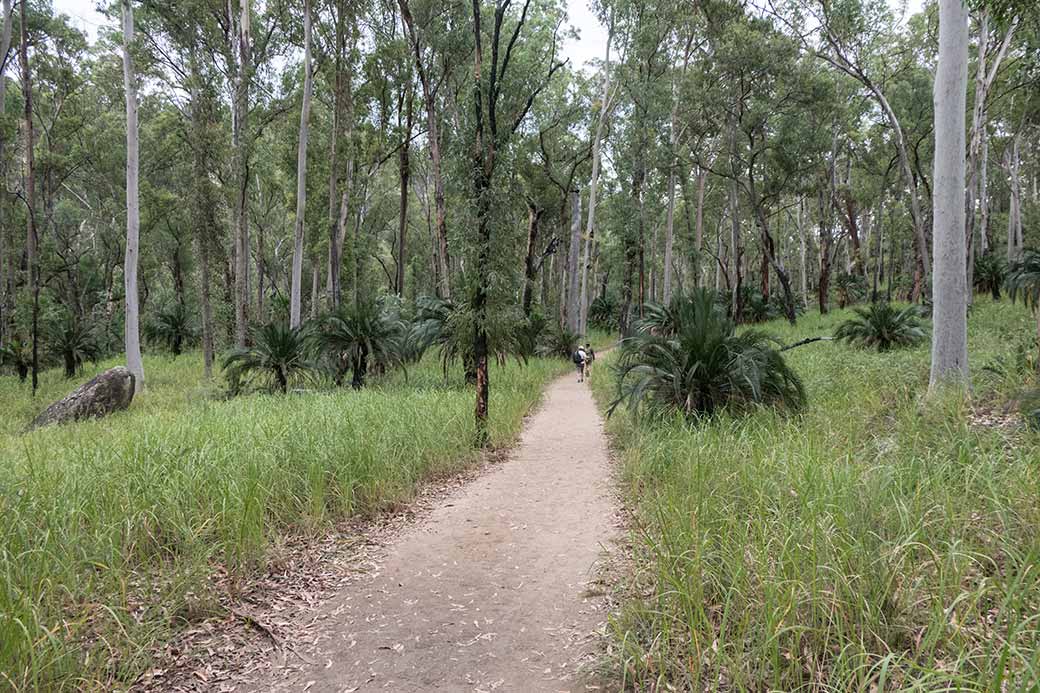 Walking trail, Carnarvon Gorge