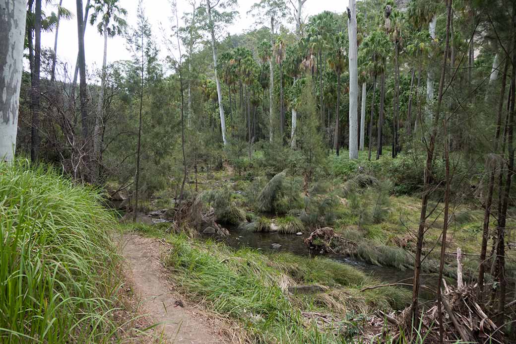 Walking trail, Carnarvon Gorge