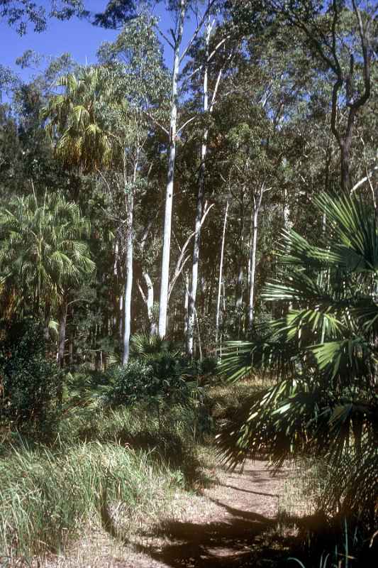 Bush path