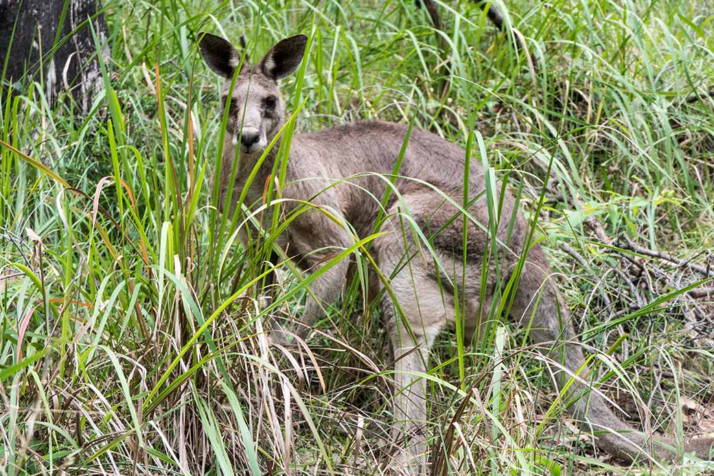 Kangaroo, Carnarvon Gorge