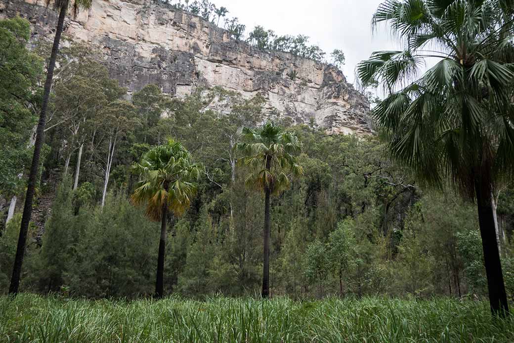 Palms, Carnarvon Gorge