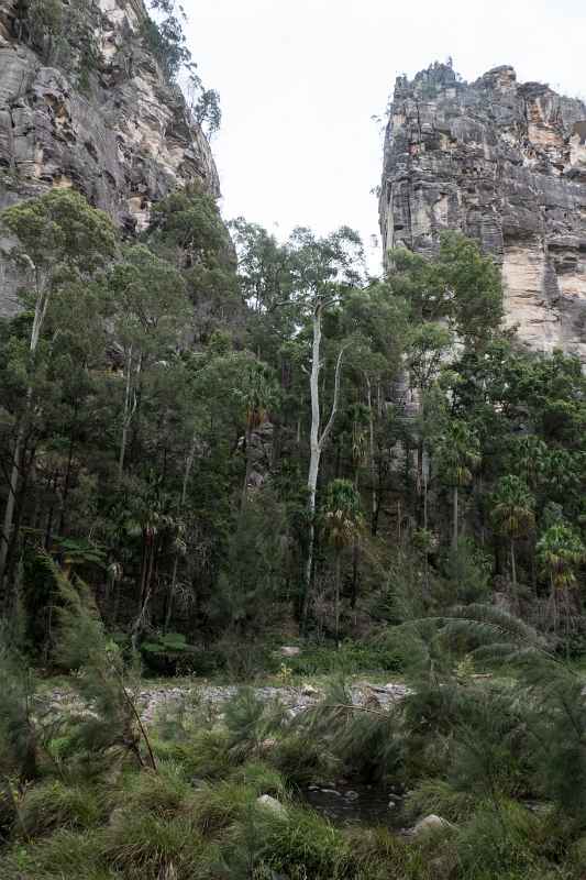 Scenery, Carnarvon Gorge