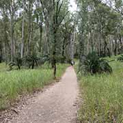 Walking trail, Carnarvon Gorge