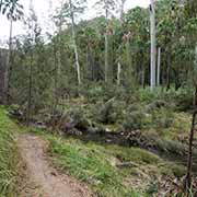 Walking trail, Carnarvon Gorge