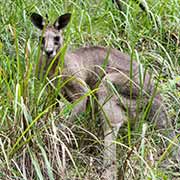 Kangaroo, Carnarvon Gorge