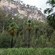 Palms, Carnarvon Gorge