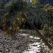 Palm, Carnarvon Gorge