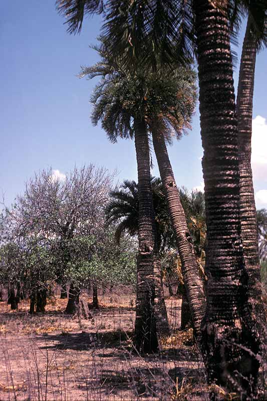 Cycads