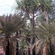 Cycad Palms