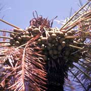 Cycad Palm nuts