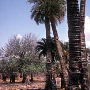 Cycads