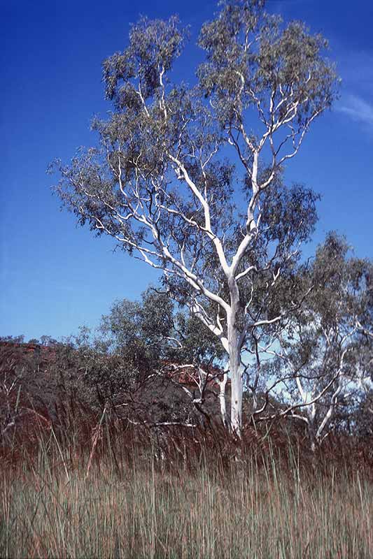 White gum trees