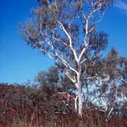 White gum trees