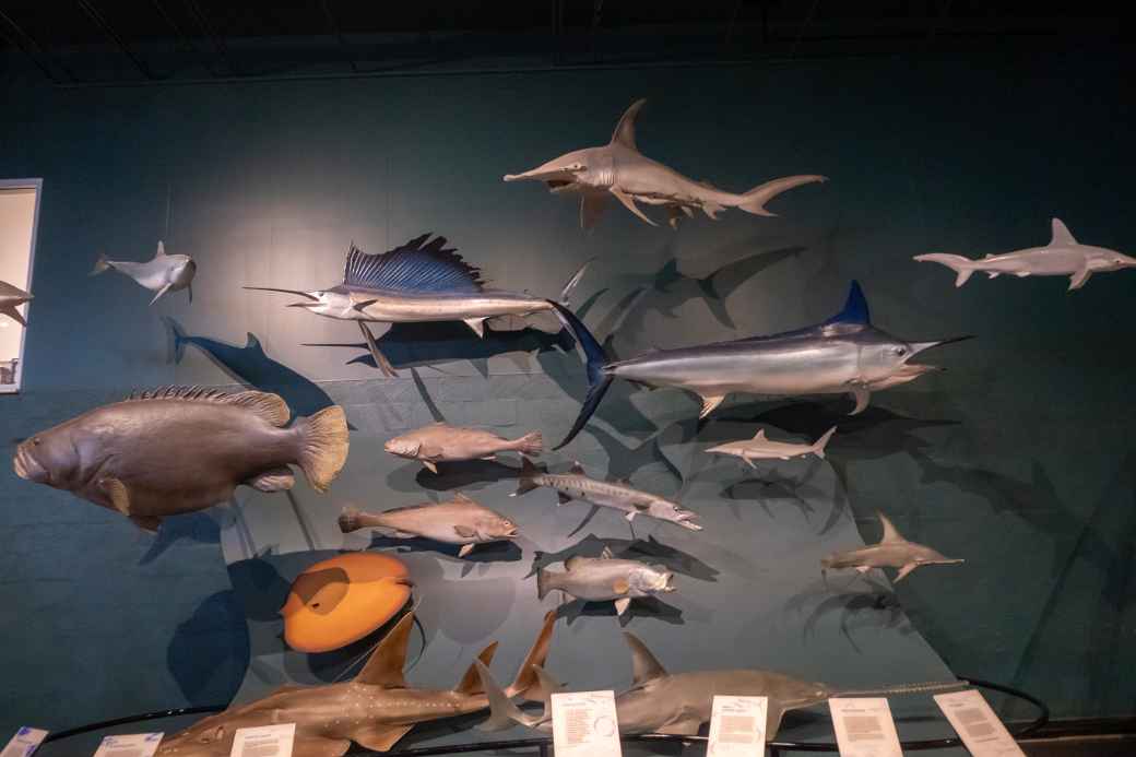 Fish display, Darwin