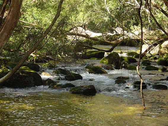 Djarragun
