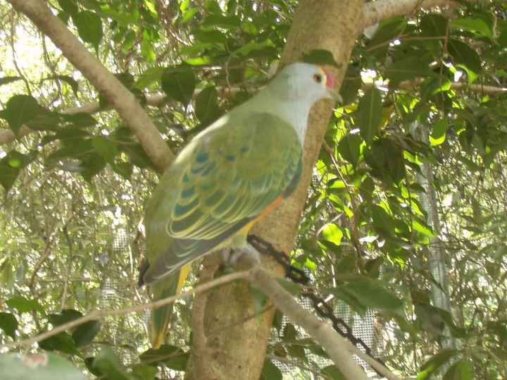 Djarragun