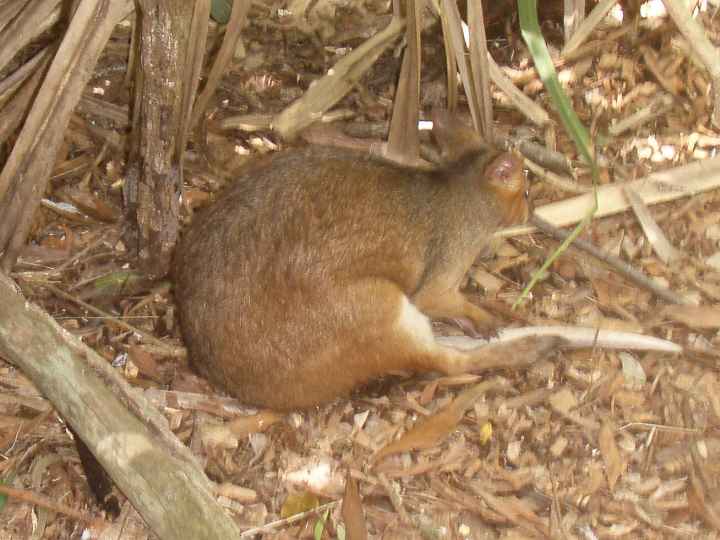 Djarragun
