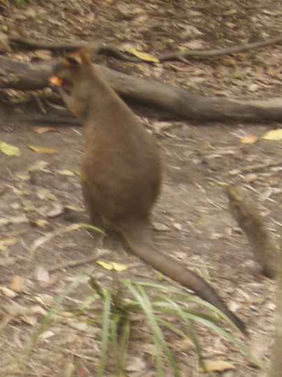 Djarragun