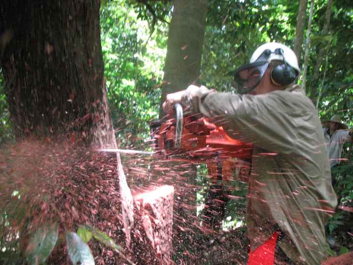 Djarragun