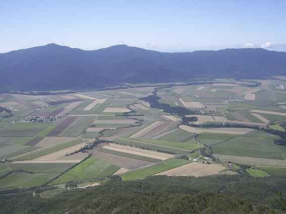 Djarragun