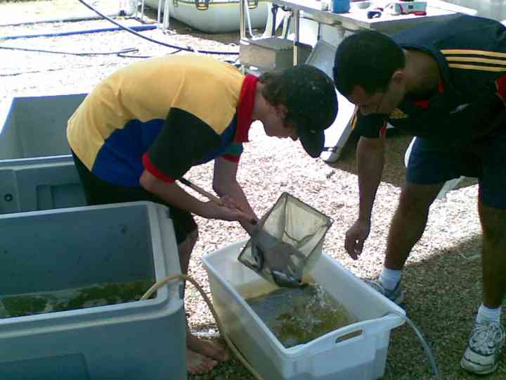Djarragun