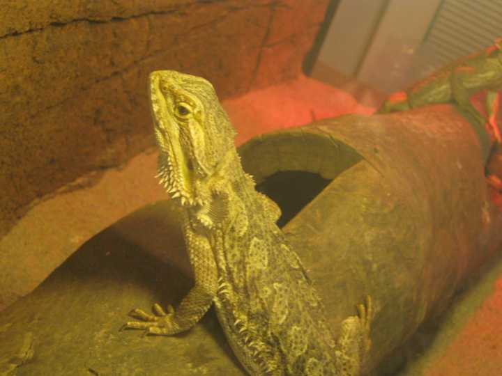 Djarragun