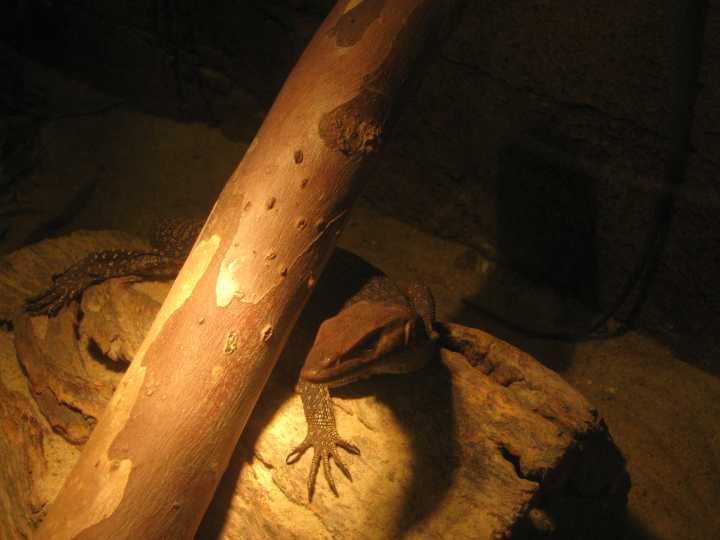 Djarragun