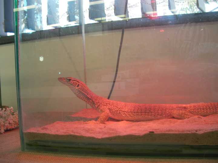 Djarragun