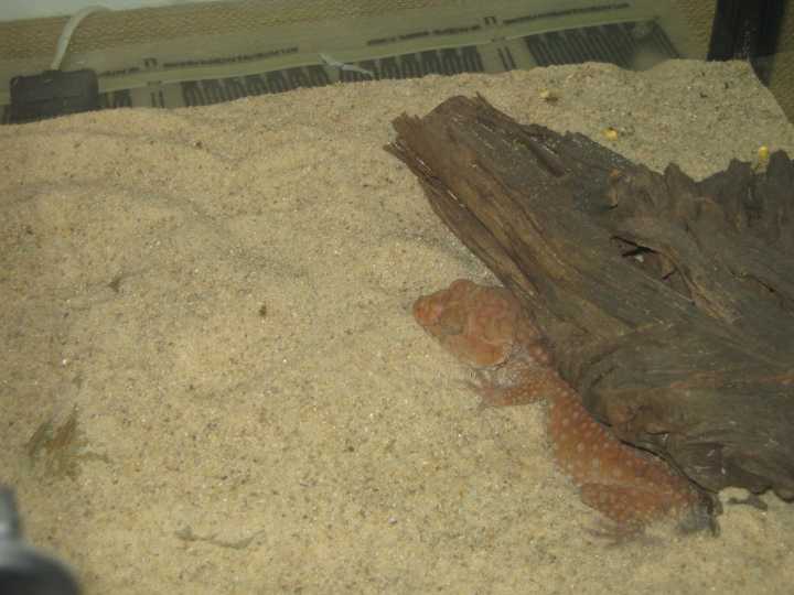 Djarragun