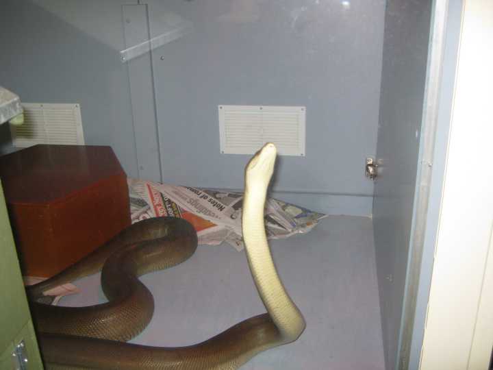 Djarragun