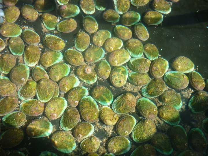 Djarragun