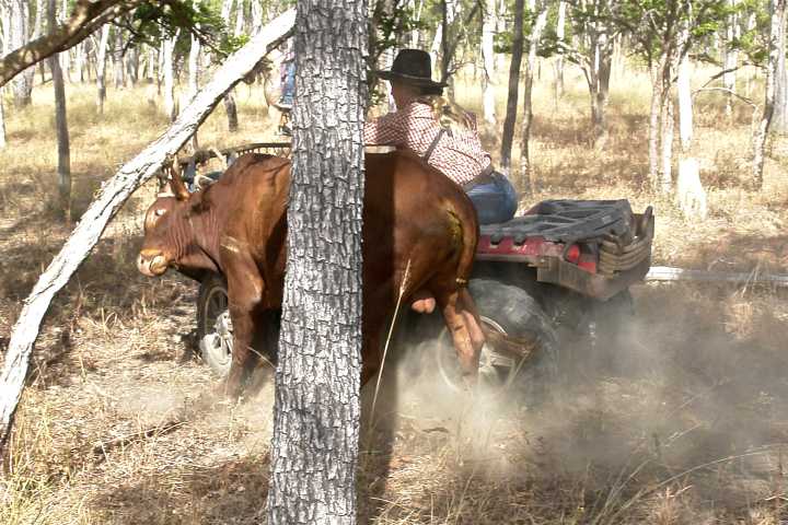 Djarragun