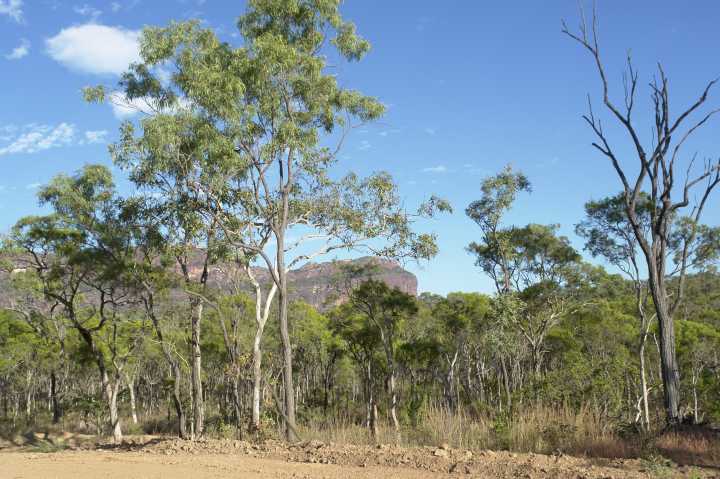 Djarragun
