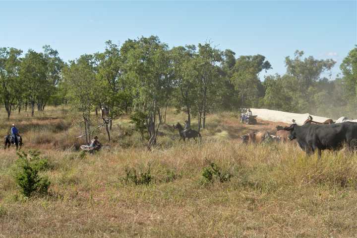 Djarragun