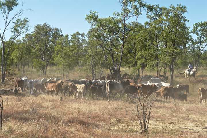 Djarragun