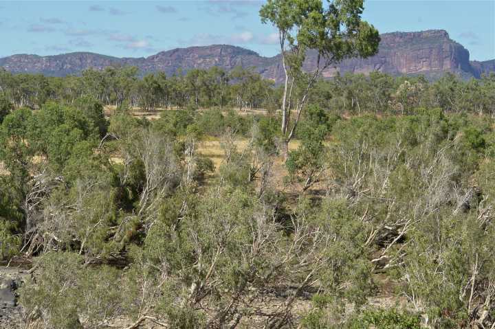 Djarragun