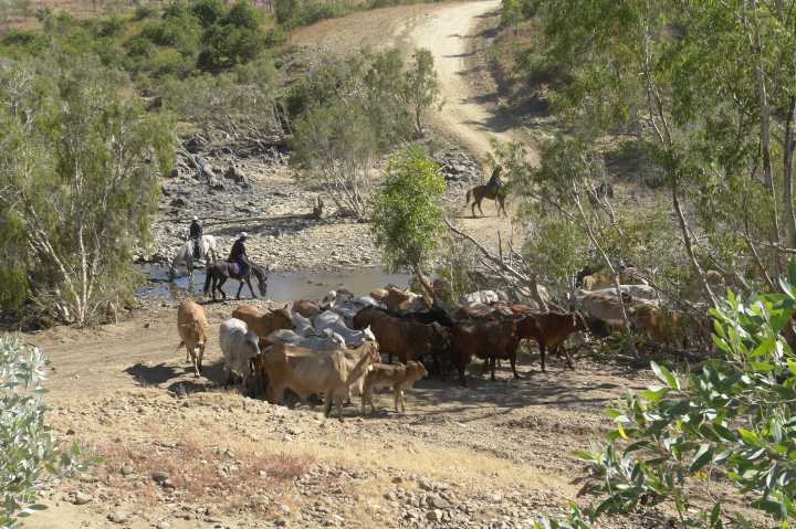 Djarragun