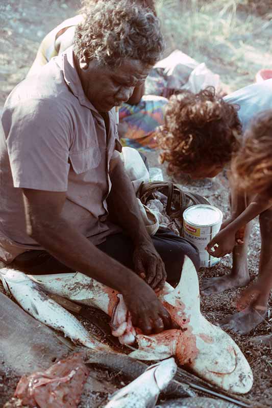 Cleaning a shark