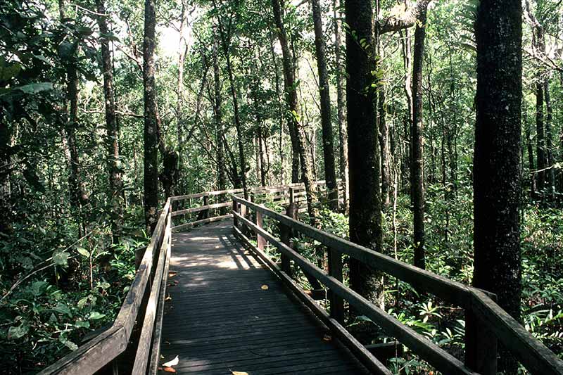 Boardwalk in Daintree N. P.