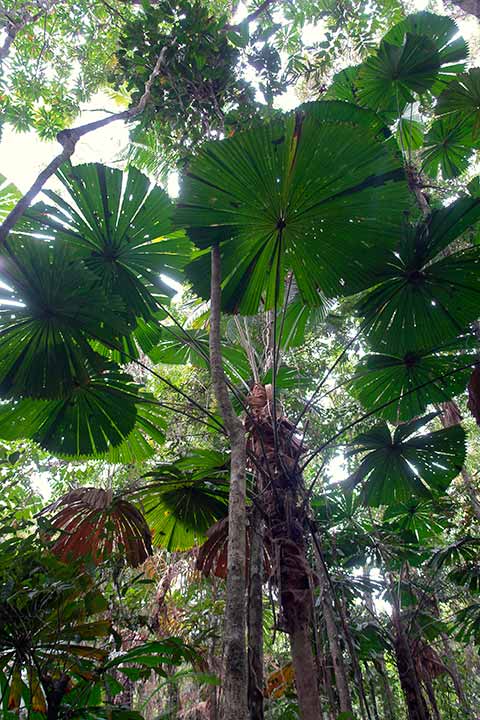 Fan palm canopy