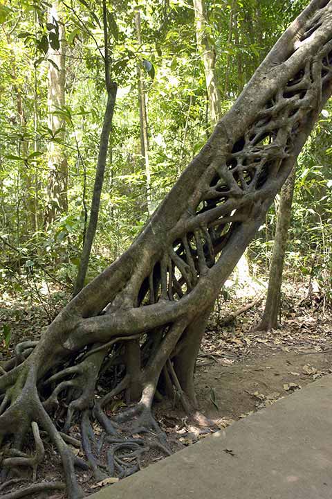 Strangler fig tree