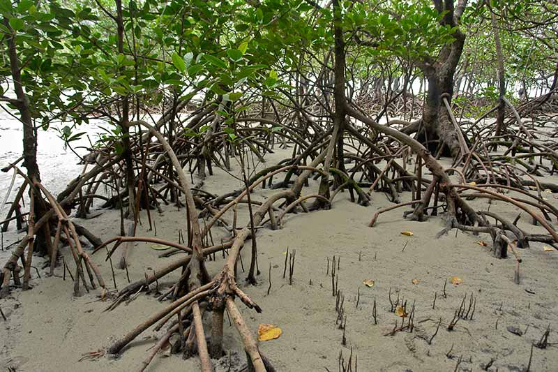 Mangroves