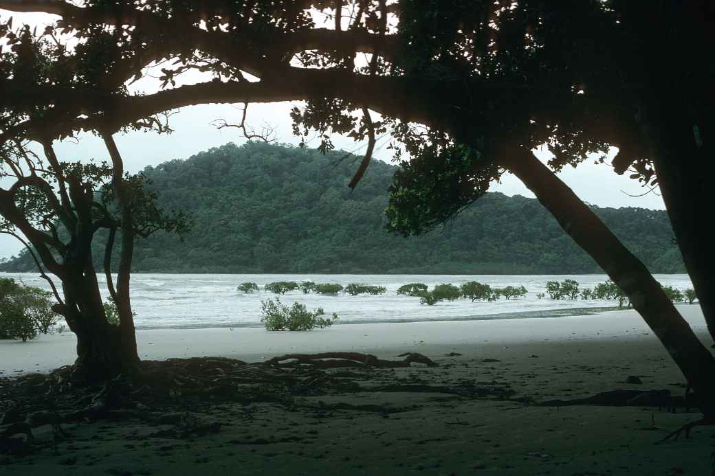 Cape Tribulation