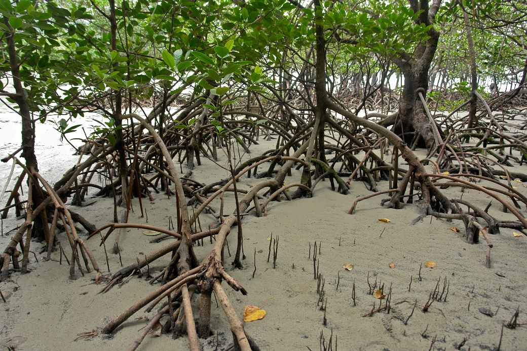 Mangroves