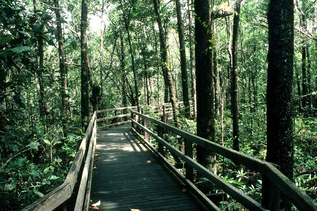 Boardwalk in Daintree NP