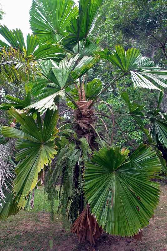 A fan palm