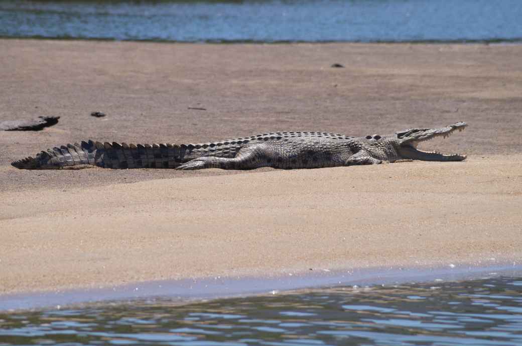 Saltwater Crocodile